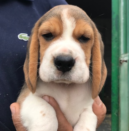 3724795  cuccioli beagle