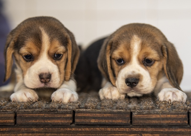 4958047  cuccioli beagle