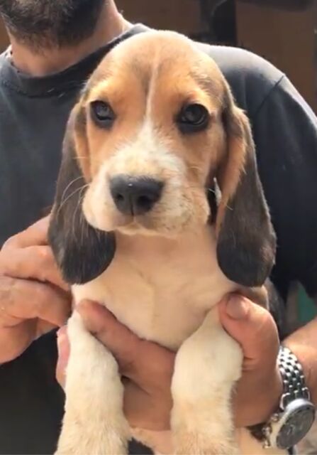 4962038  cucciolo beagle